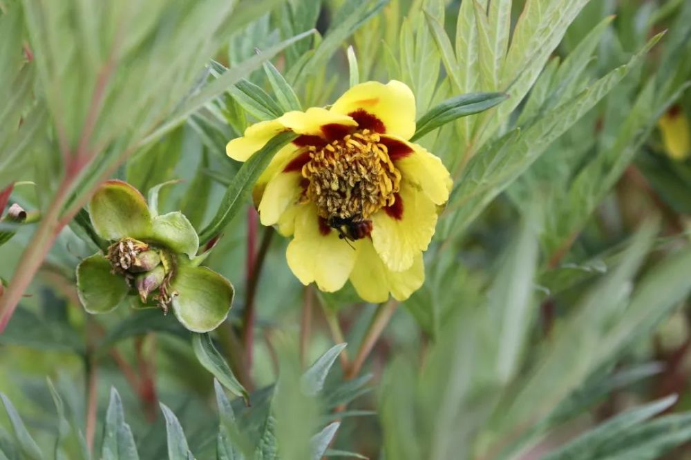  美因茨进攻多点开花，客场大胜提升排名
